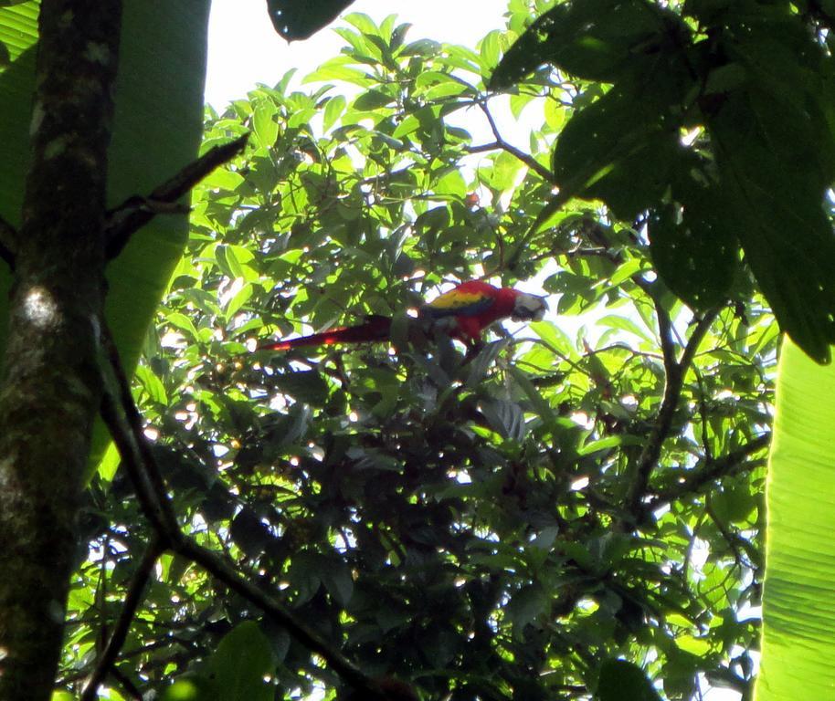 Cabinas Tropicales Puerto Jiménez 外观 照片