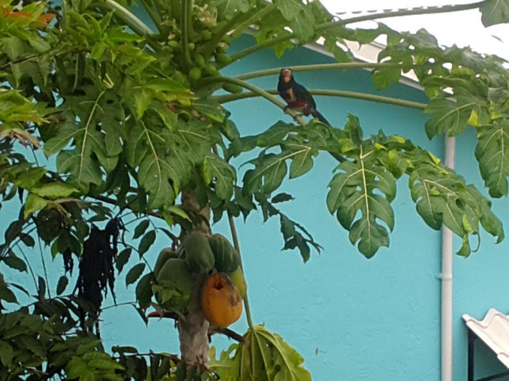 Cabinas Tropicales Puerto Jiménez 外观 照片